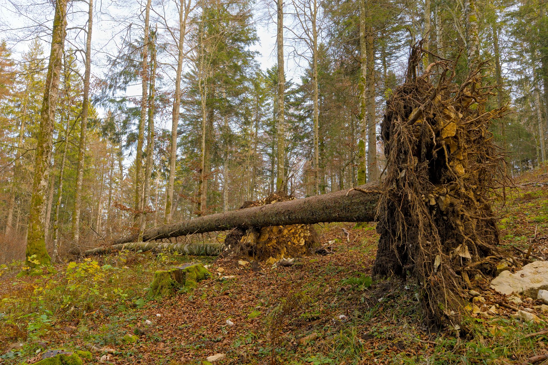 Enlèvement arbre urgence à Montélimar